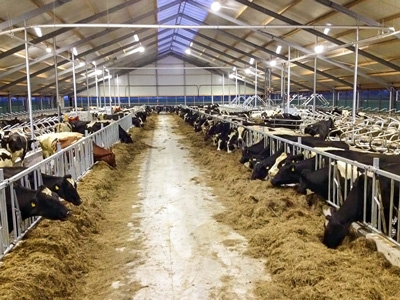 Roosterbevochtigingssysteem van Engeldot in werking in de stal van familie van der Meer. Roosterbevochtigingssysteem in stal.