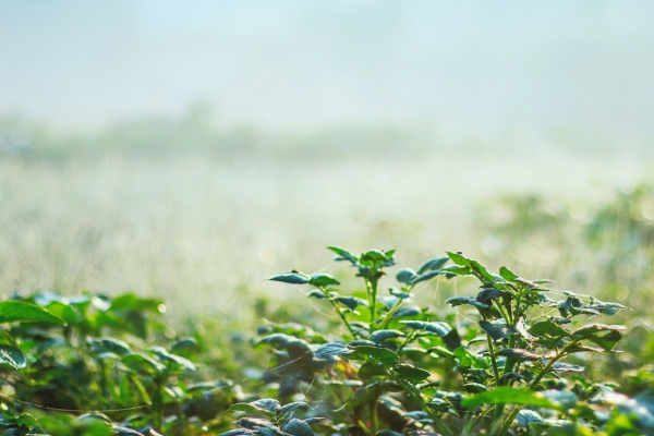 Groene planten in een landelijk veld, besprenkeld met water uit een beregeningssysteem