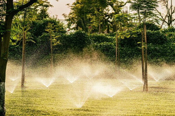 Een veld met gras en jonge bomen die worden besproeid door meerdere sproeiers in een beregeningssysteem