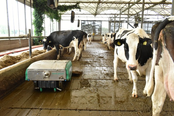 mestschuifrobot aan het werk in een open stal met meerdere koeien