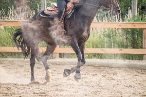 Paardenbak Beregening