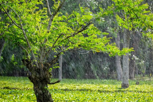 Regenbui in een bos