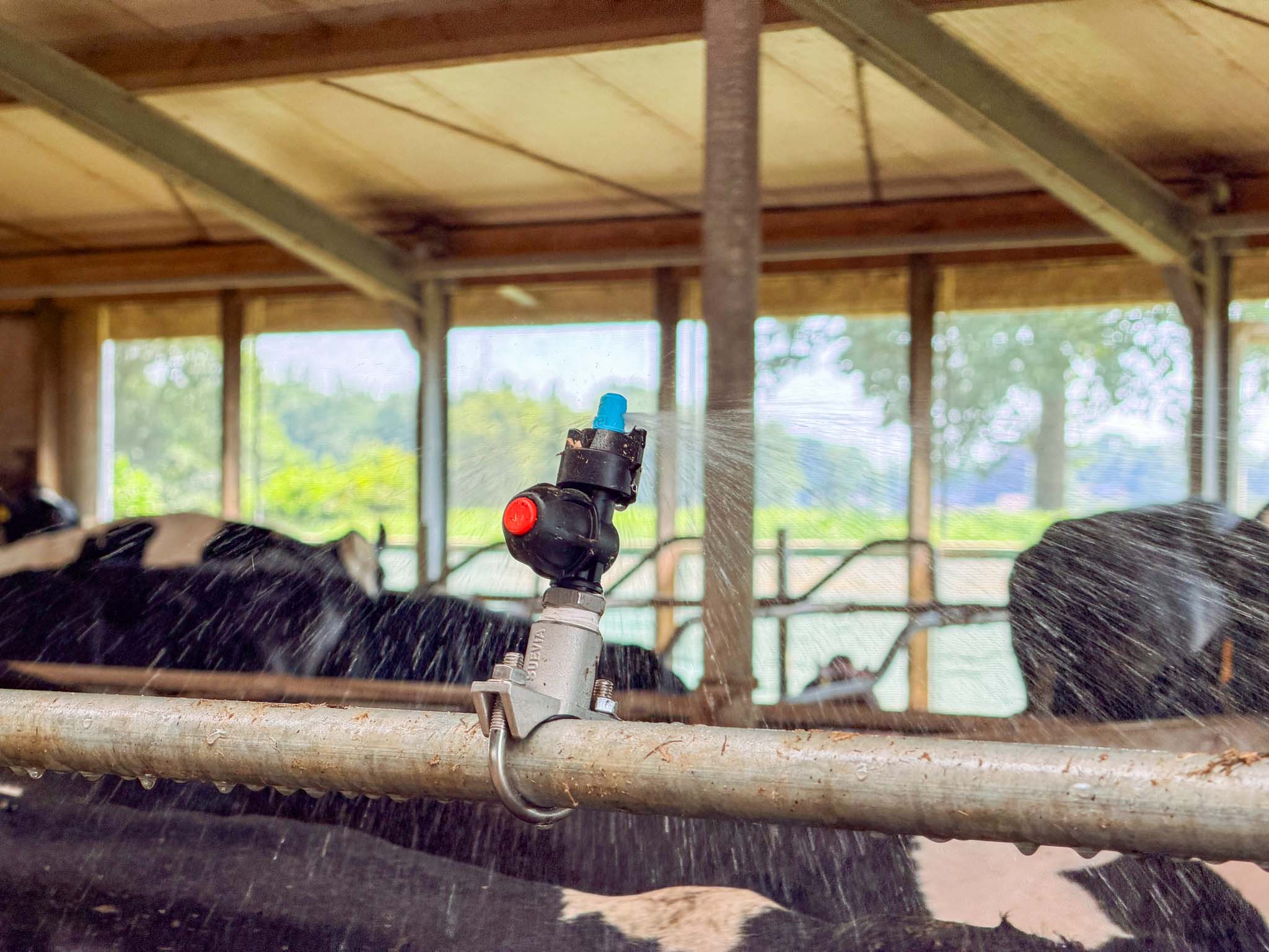 Soaking helpt met het behouden van de melkproductie