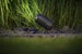 Castor 8 Tuinspot 12 Volt