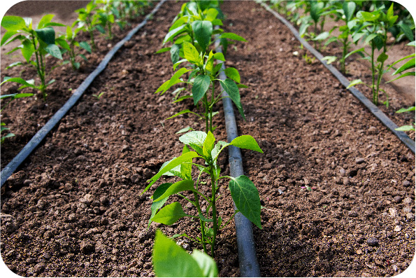 Druppelbevloeiing wordt in het beregeningsplan onder andere gebruikt voor dichtbegroeide tuinborders. Druppelbevloeiing wordt in het beregeningsplan onder andere gebruikt voor dichtbegroeide tuinborders.