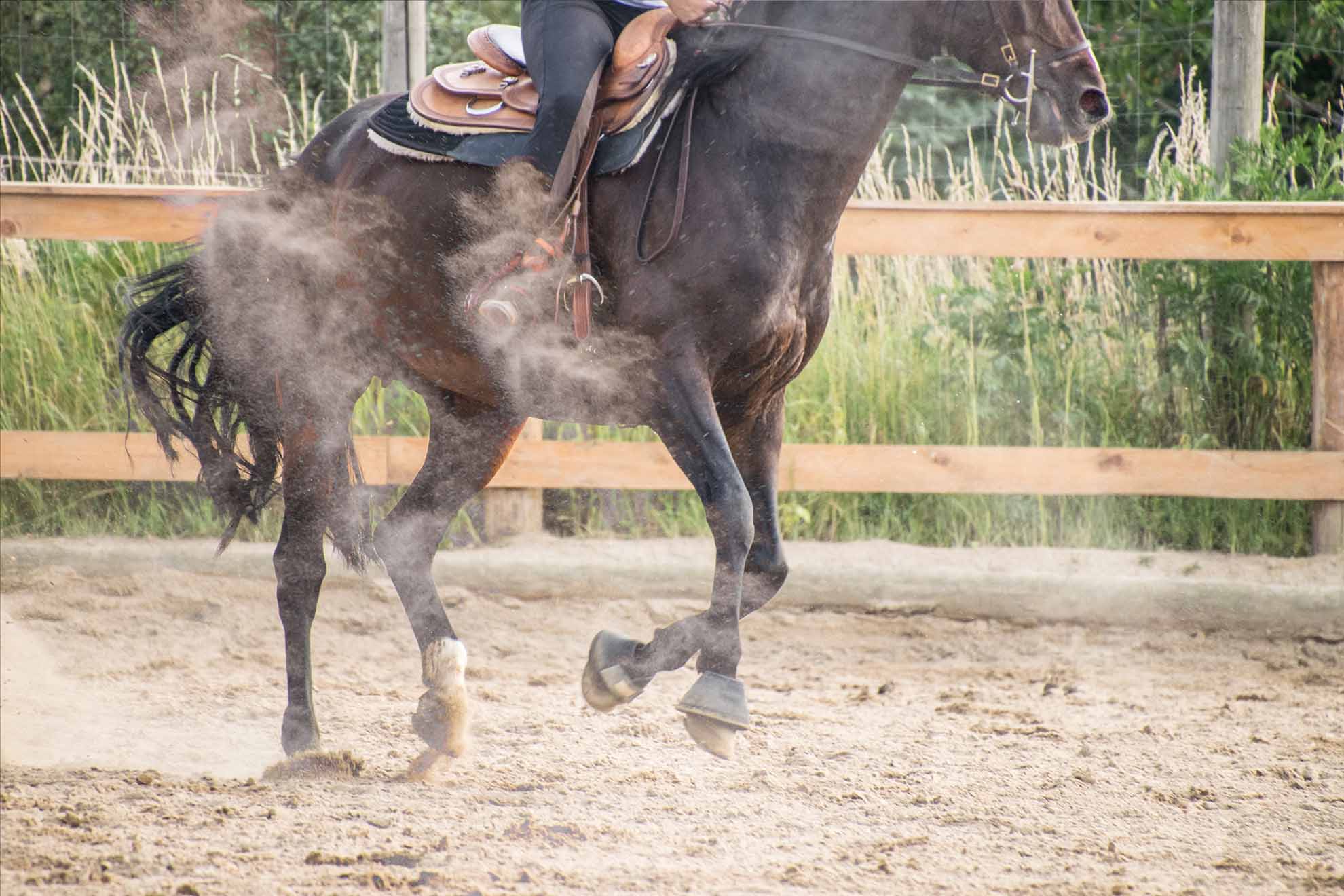 Voorkom opstuivend zand dankzij paardenbak beregenign
