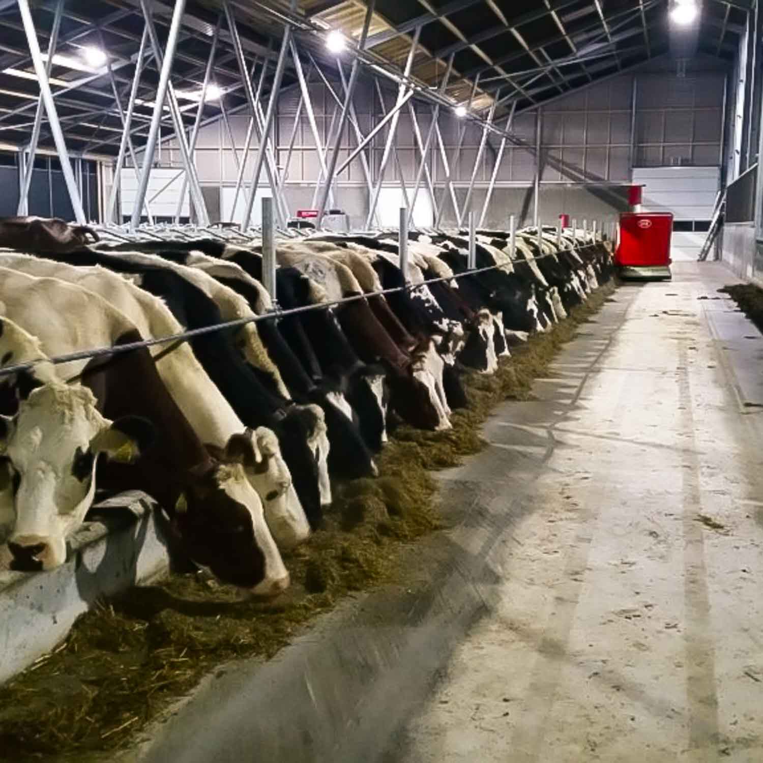 Roosterbevochtiging in een stal