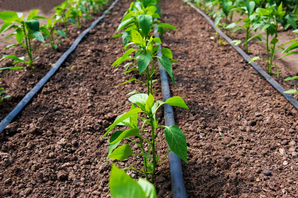 Druppelirrigatie in tuin of haag