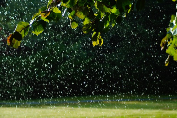 Waterdruppels vallen op een groene tuin terwijl boombladeren op de voorgrond zichtbaar zijn.