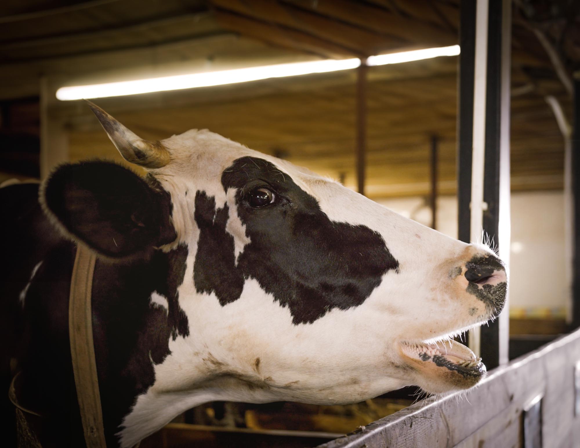 Dakkoeling kan helpen voorkomen dat koeien last krijgen van hittestress